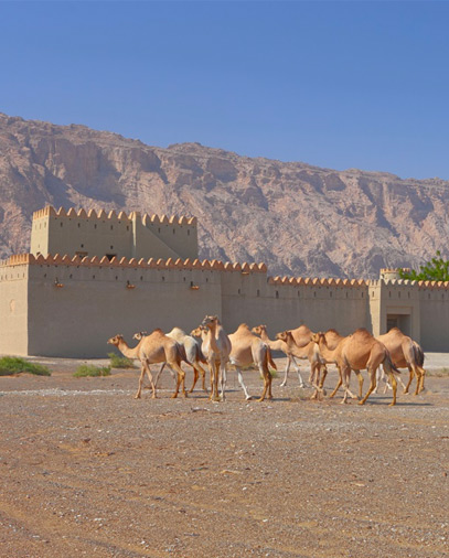 Mezyad Castle
