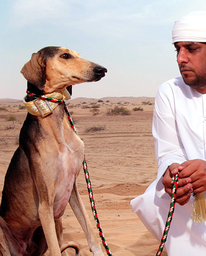 Saluki Dogs