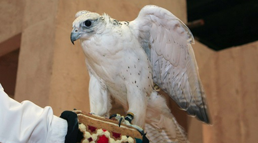falconry