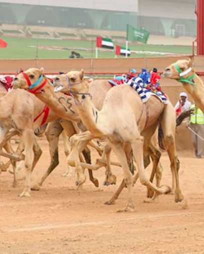 تغذية الإبل "السعوط" 
