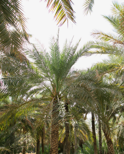 Date Palm