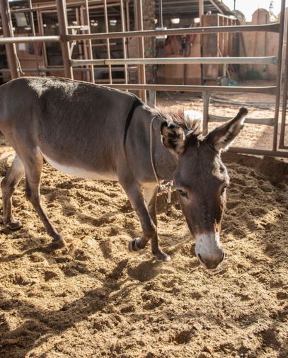 The Game Of Humarat Al Qaylah
