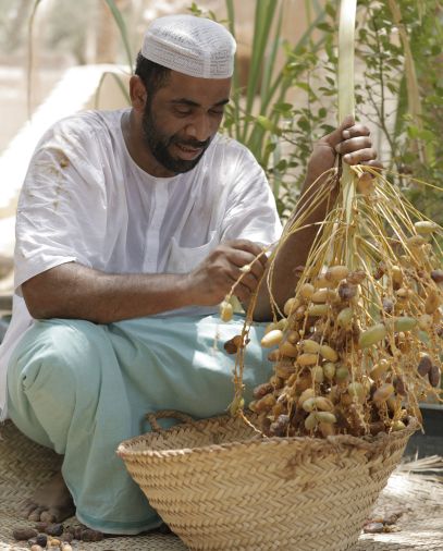 استخدامات عسقة النخيل 