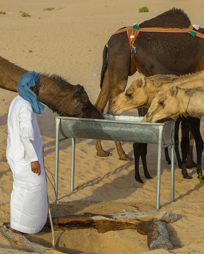 Camel Feeding 