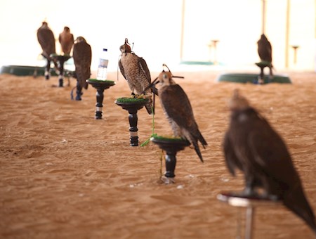 Falconry | Abu Dhabi Culture