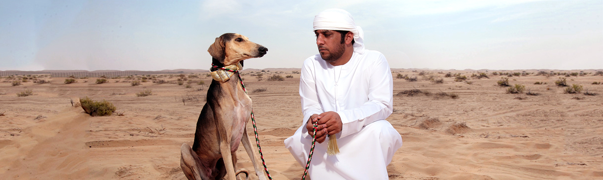 Saluki Dogs  Abu  Dhabi  Culture