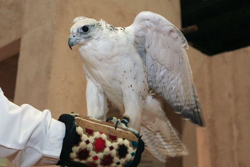Falconry | Abu Dhabi Culture